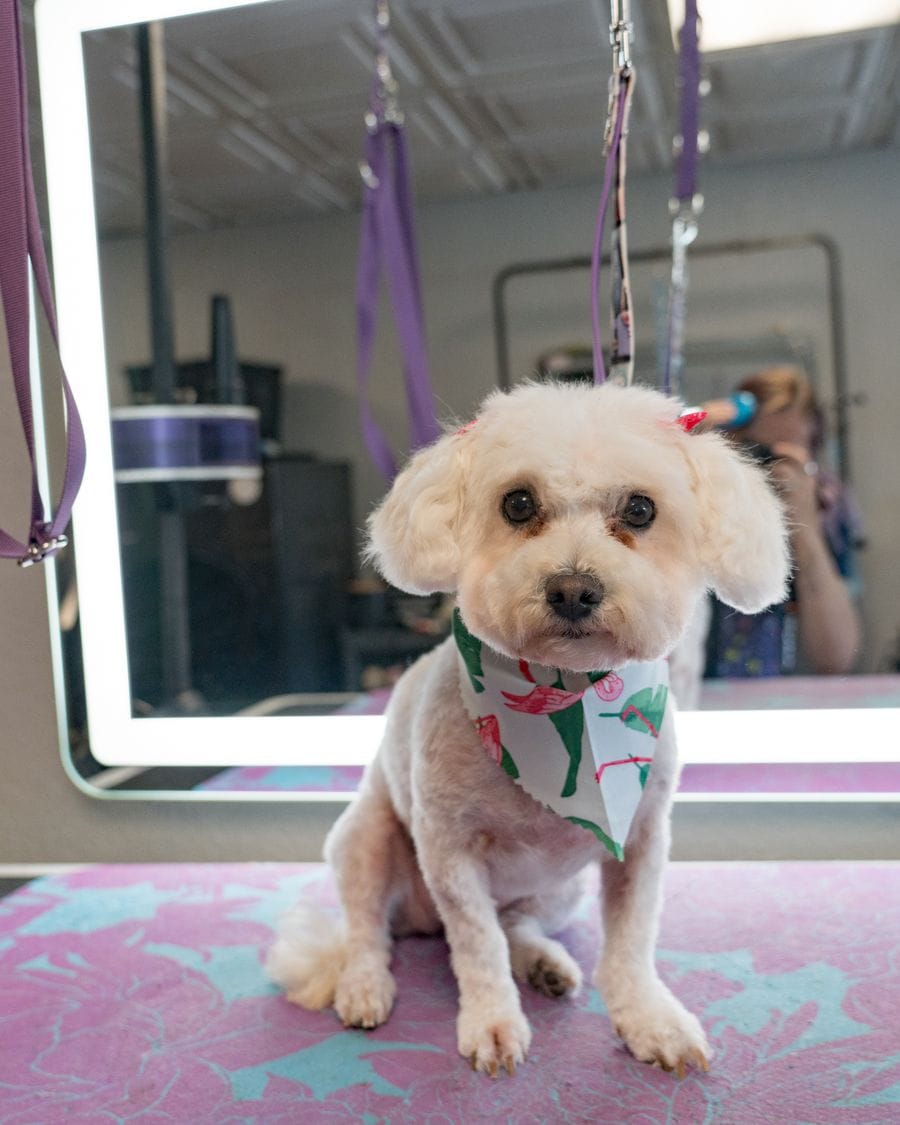 After grooming