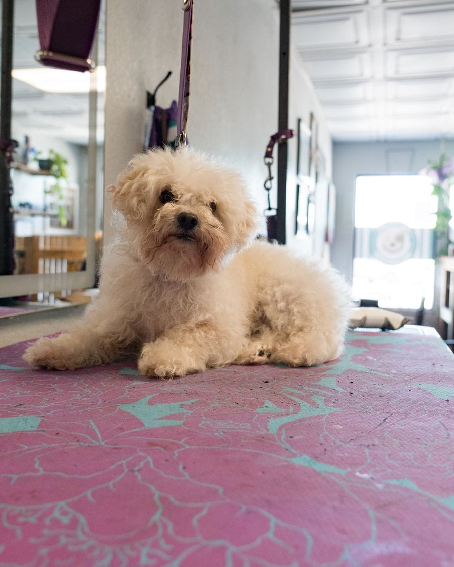 Before grooming