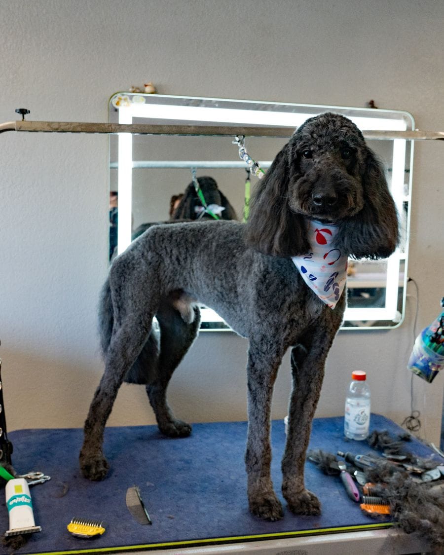 After grooming