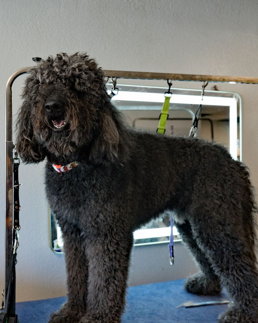 Before grooming