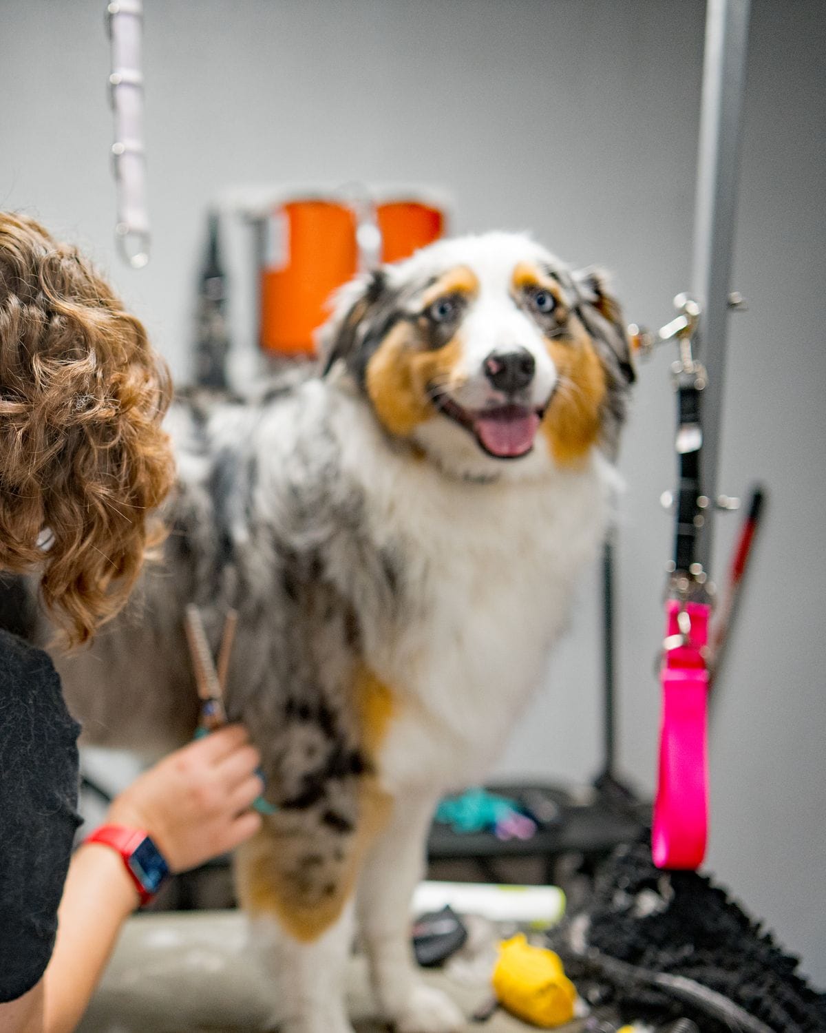 A happy Australian Shepherd on the grooming table at Pure Joy Pet Salon
