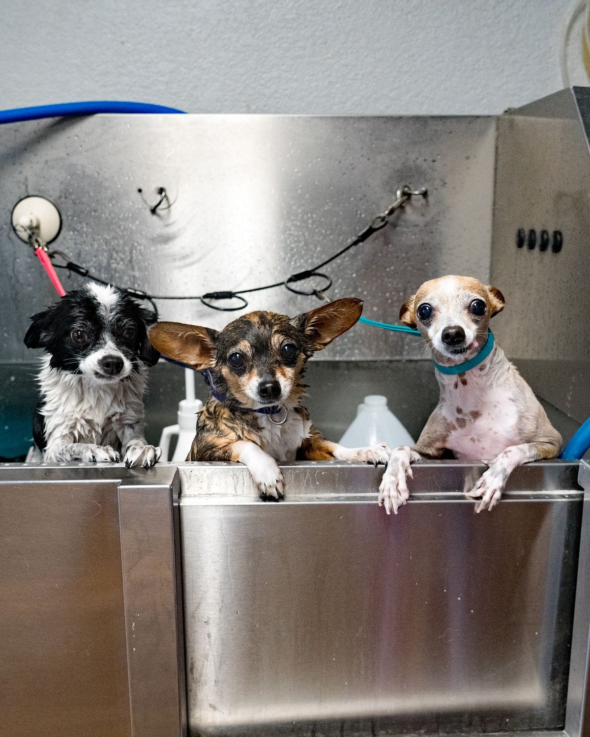Three freshly bathed dogs waiting in the tub at Pure Joy Pet Salon