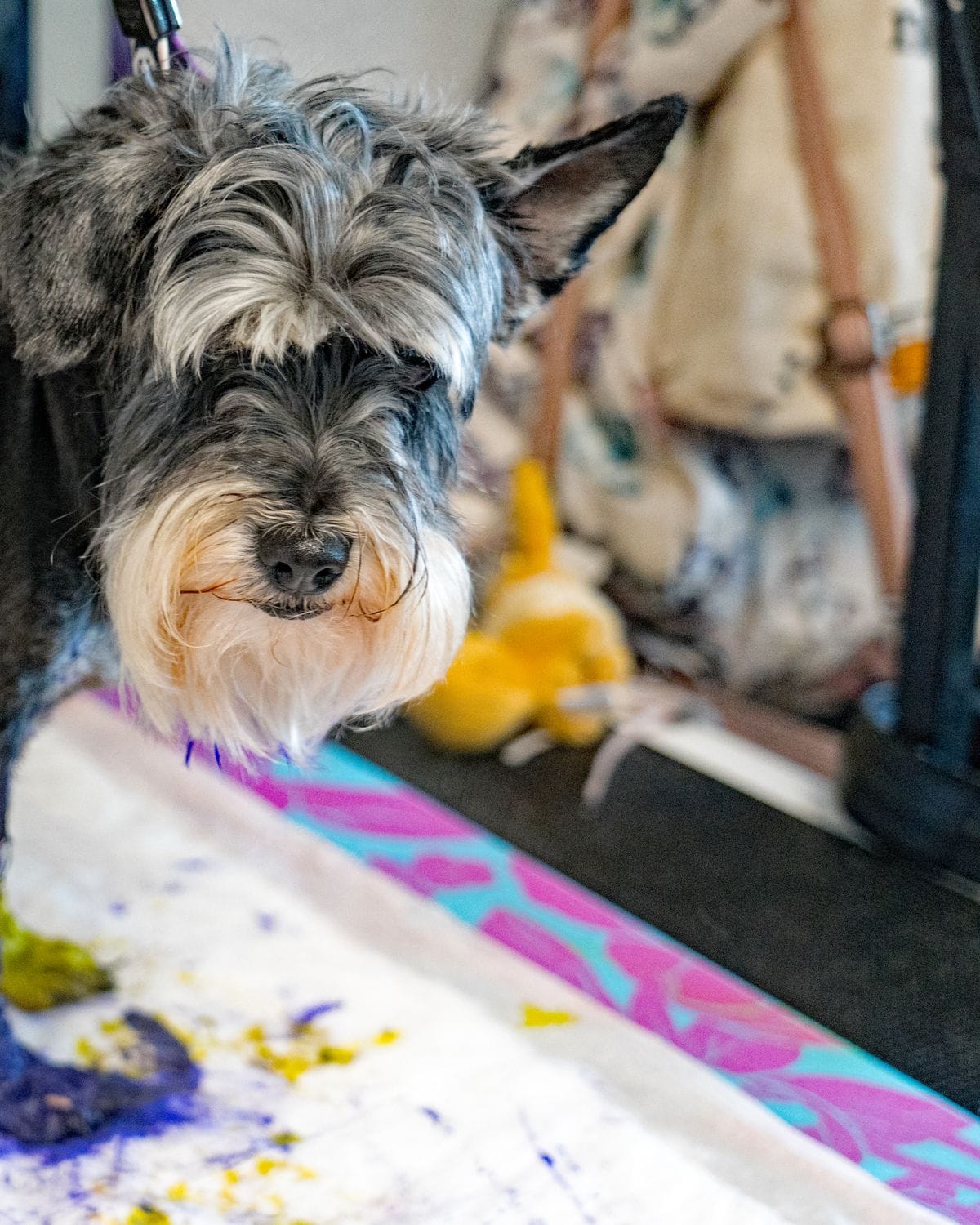 A freshly groomed schnauzer at Pure Joy Pet Salon in Atwater