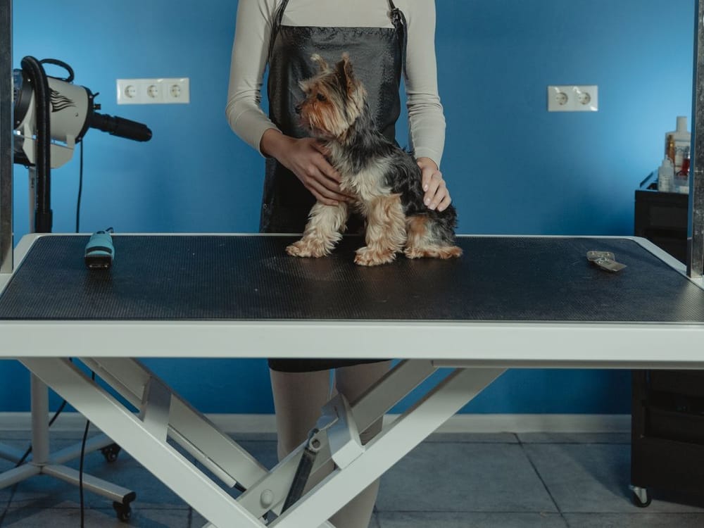 Grooming at the Pure Joy salon