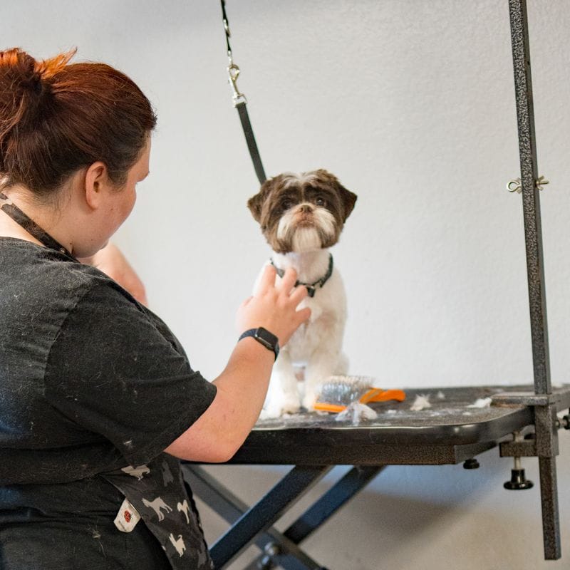 A Pure Joy stylist hand-scissoring a small dog at the Atwater salon