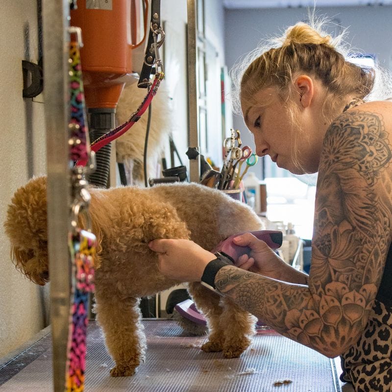 A Pure Joy stylist clipping a toy poodle