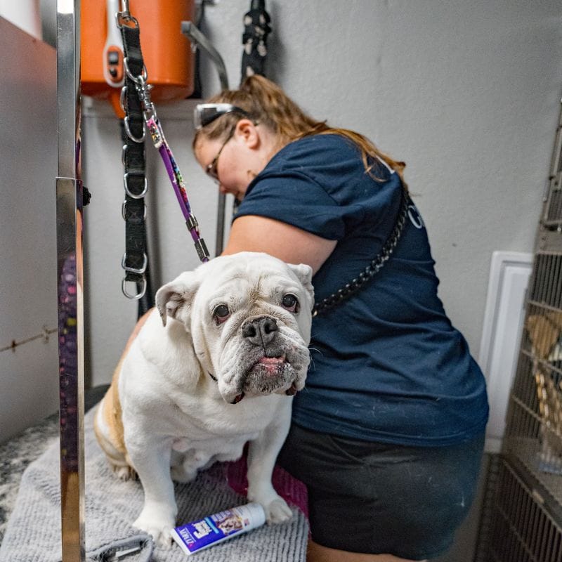 A Pure Joy stylist grooming an English bulldog