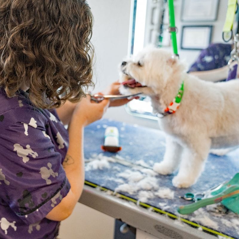 A Pure Joy stylist trimming a doodle on the grooming table