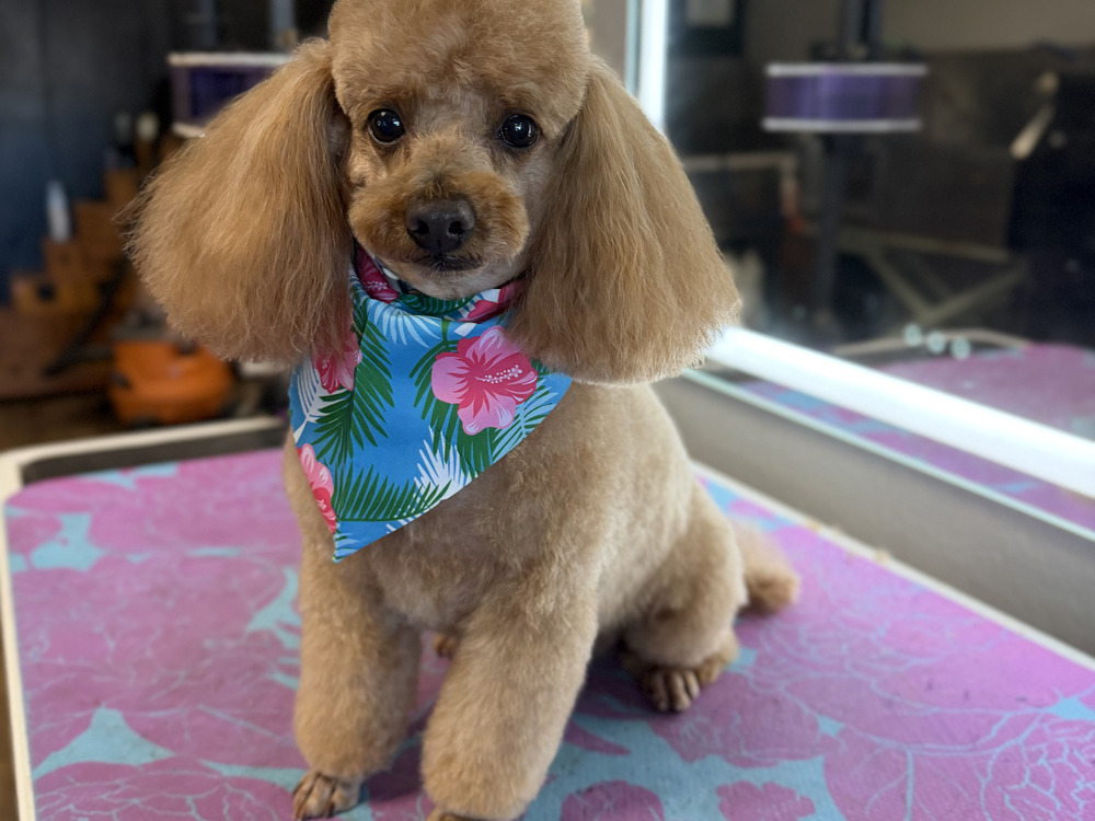 A freshly groomed dog after a full groom at Pure Joy Pet Salon