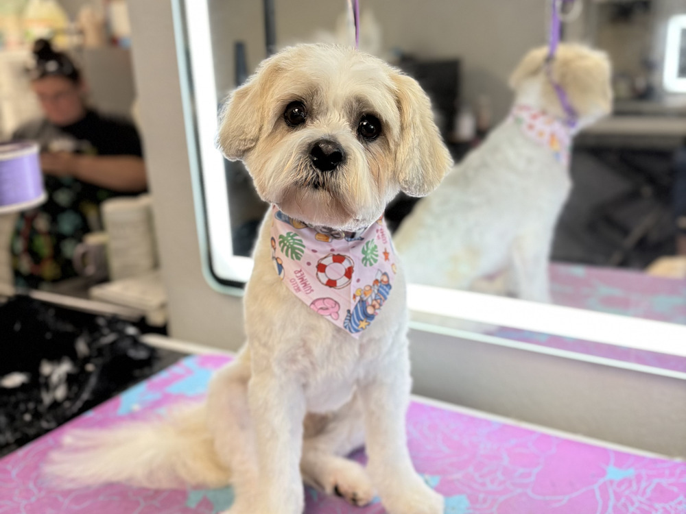 A small dog after a bath and tidy-up at Pure Joy Pet Salon