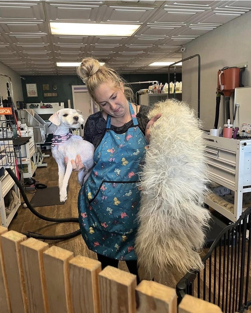 A Pure Joy team member caring for dogs in the Atwater salon